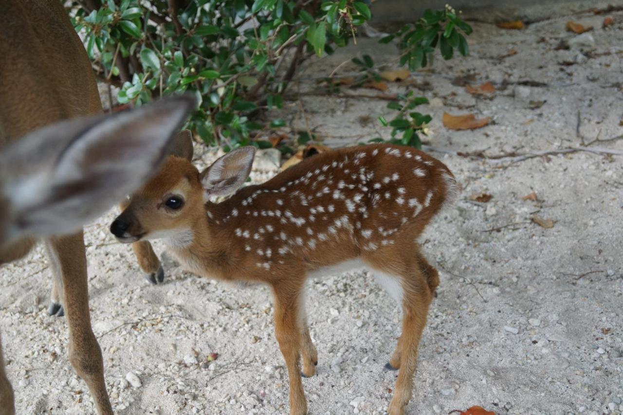 Deer Run On The Atlantic Bed & Breakfast Биг Пайн Кий Екстериор снимка